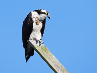 Osprey Sitting on Nest Post