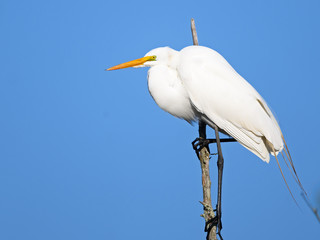 Great Egret in Tree
