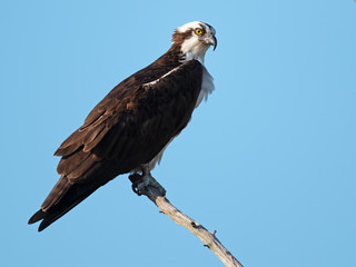 Osprey in Tree
