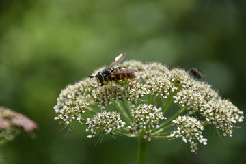 bee on a flower