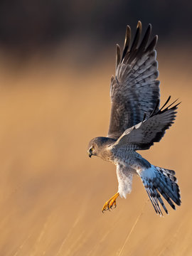 Northen Harrier Hunting