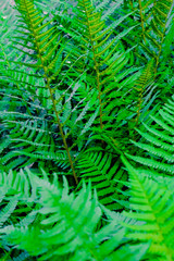 Fototapeta na wymiar Athyrium filix-femina green forest female fern
