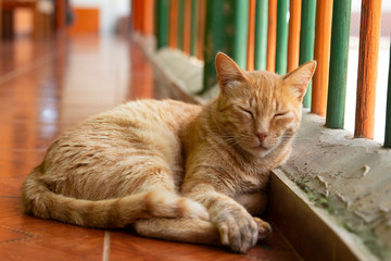 El gato atigrado, barcino, romano o tabby es un gato con un distintivo pelaje de rayas y manchas características. 