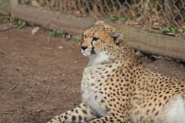 Gepard © Asray Laleike