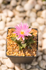 Ariocarpus cactus with pink flower in pot