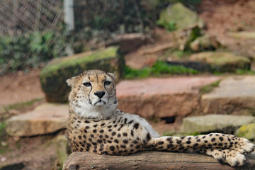 Gepard