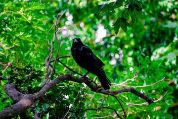 Corvus black raven in the tree