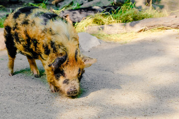 Sus scrofa domesticus Mangalica pig or woolly pig