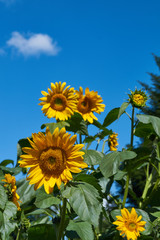 Sunflower in the garden; Helianthus annuus