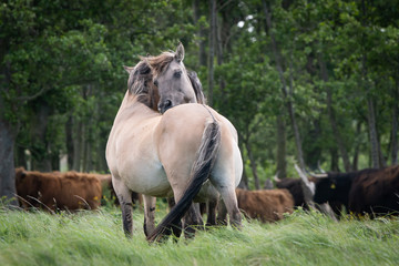 Konik Horse © Mariska