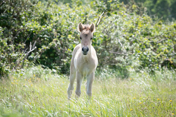 Konik Horse Foal © Mariska