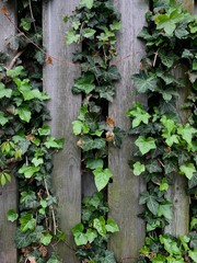ivy on a wooden fence