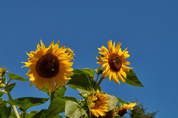 Obraz premium Sunflower in the garden; Helianthus annuus