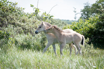 Konik Horse Foals © Mariska