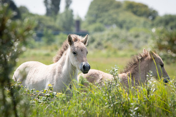 Konik Horse Foal © Mariska