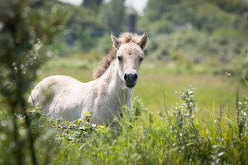 Konik Horse Foal © Mariska