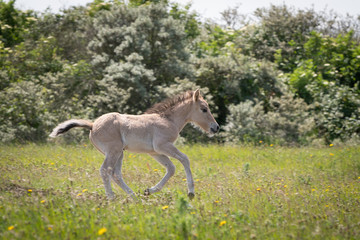 Running Konik Horse Foal © Mariska