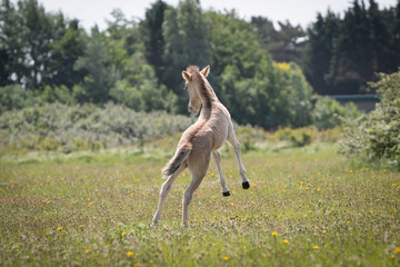 Jumping Konik Horse Foal © Mariska