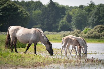 Obraz na płótnie Canvas Konik Horse with Foals
