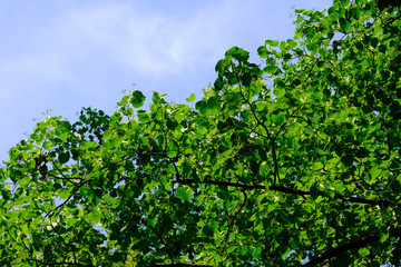lush green deciduous tree canopy