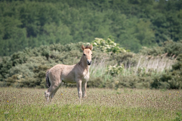 Konik Horse Foal