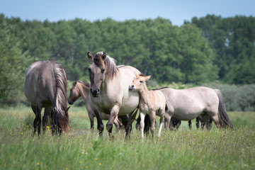 Konik Horse with Foal © Mariska