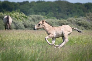 Obraz na płótnie Canvas Konik Horse Foal