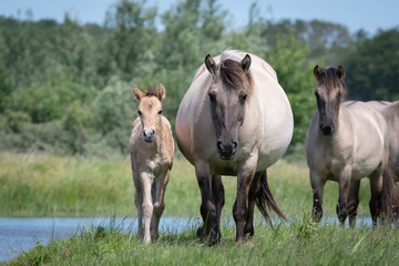 Konik Horse with Foal © Mariska