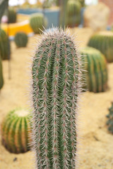 cactus in sand and stone, echinopsis peruviana