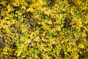 Blooming forsythia plant in sunshine