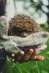European forest hedgehog in hand with gloves