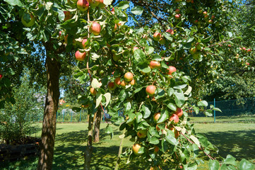 Red apples on a apple tree in front of a blue sky; (Malus domestica)          