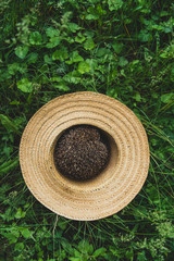 European forest hedgehog in hat