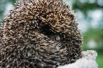 Curled European forest hedgehog © pawle