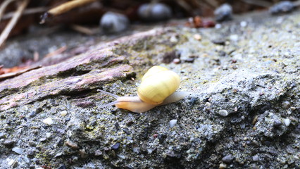 snail on a leaf
