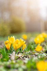 Beautiful spring background with close-up of blooming yellow and purple crocus. First flowers on a...