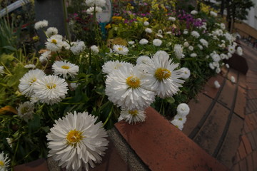 Obraz premium City flowers