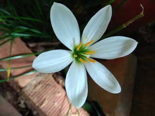 Six petaled white flower
