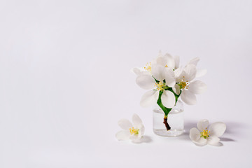 Spa natural cosmetic concept. White background with copy space for text.