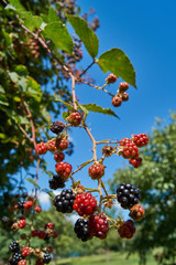 Fresh Blackberries on a bush in garden; Blackberry; (Rubus sectio Rubus)              