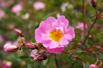 Obraz premium Rosa acicularis prickly wild rose pink flower