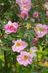 Shrub of rosa acicularis prickly wild rose