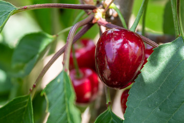 Sweet Cherry Branch With Ripe Fruits