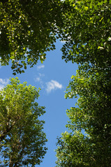 Crown of aspen or populus tremula trees top view