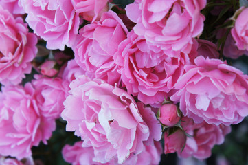 Rosa sommerwind shrub pink roses flowers background
