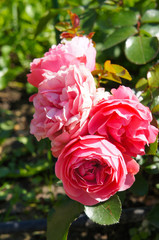 Bush of floribunda rose flowers vertcial