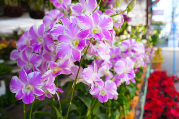 Dendrobium phalaenopsis bigibbum cooktown orchid pink and white flowers