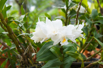 Cattleya orchid pastoral innocence white flowers