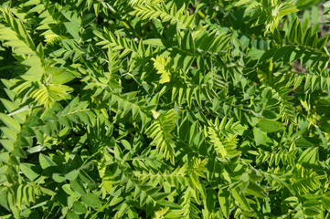 astragalus cicer or chickpea milkvetch green plant background