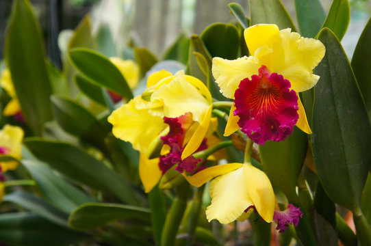 Brassolaeliocattleya alma kee tip malee yellow and red orchid flowers 
